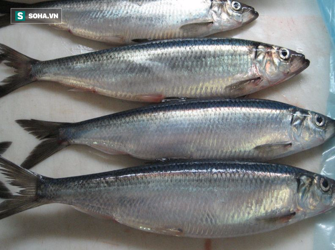 Danh sách 11 loại cá chứa nhiều chất dinh dưỡng có lợi cho sức khỏe