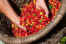 Giá nông sản hôm nay 4/7: Giá cà phê tăng 100-200 đg/kg, giá tiêu giảm nhẹ
