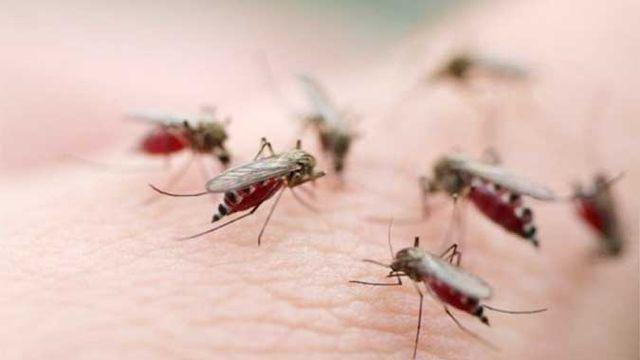 Chàng trai 24 tuổi bị muỗi cắn 1 tuần không lành, đi khám bác sĩ kết luận gây sốc